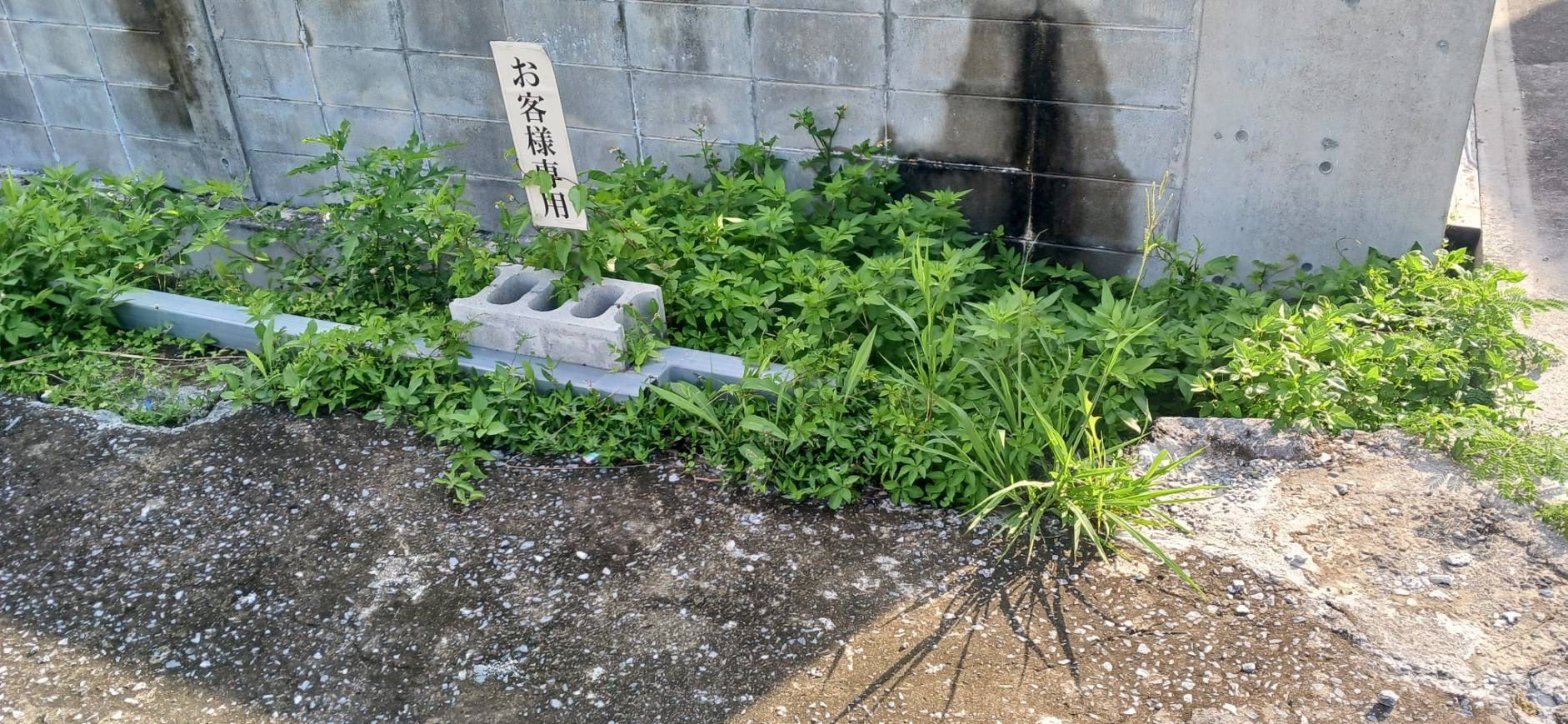 蒸し暑い日のゴミ0運動でした。
晴れの天気が続いていたので、草は青々と生い茂っていました。